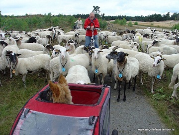 Tussen de schapen op de veluwe, veilig in de fietskar